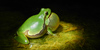 Raganella italiana (Hyla intermedia), adulto