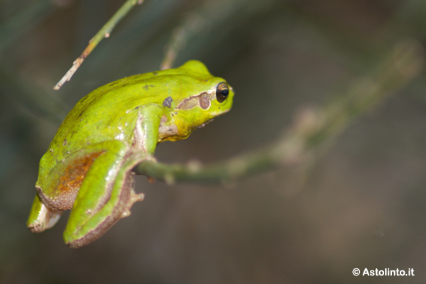 Raganella mediterranea (Hyla meridionalis)
