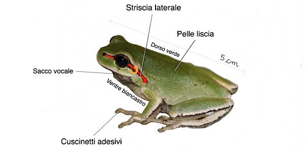 Raganella mediterranea, caratteristiche
