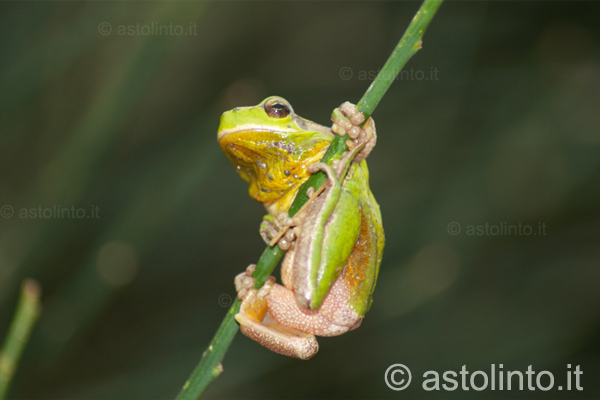 Raganella mediterranea (Hyla meridionalis)