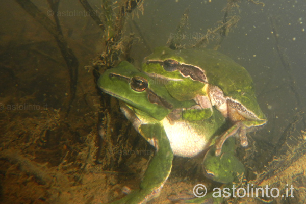 Raganella mediterranea (Hyla meridionalis)