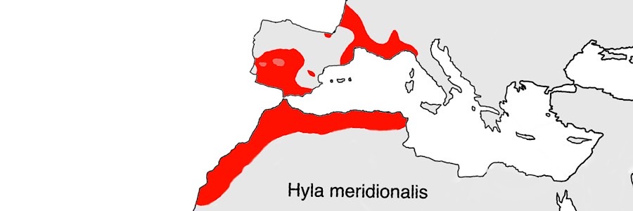 Distribuzione della specie Hyla meridionalis.