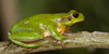 adult