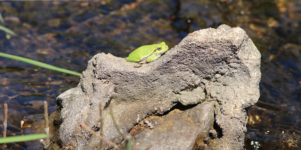 Raganella sarda (Hyla sarda)