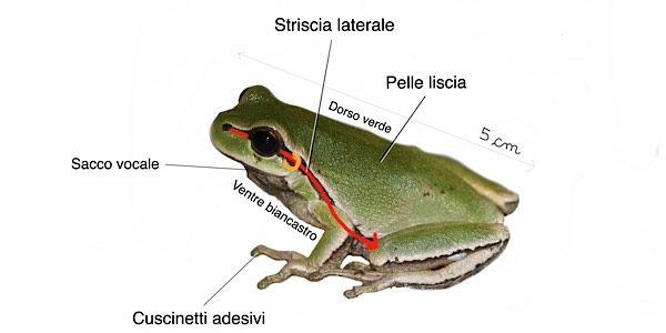Raganella sarda, caratteristiche