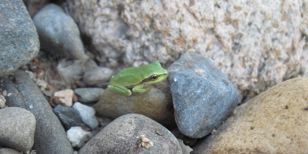 Raganella sarda (Hyla sarda)