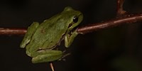 Raganella sarda (Hyla sarda), adulto neometamorfosato