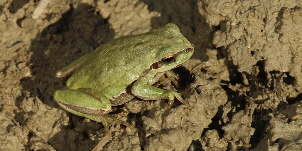 Raganella mediorientale (Hyla savignyi), foto di esempio dell'animale.
