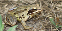 adult