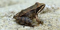 Iberian Frog, foto