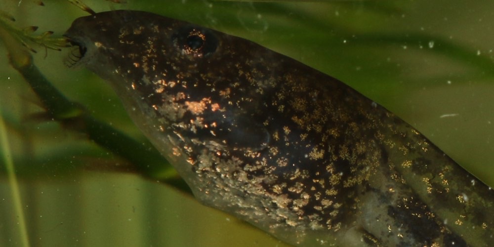 Rana agile (Rana dalmatina)