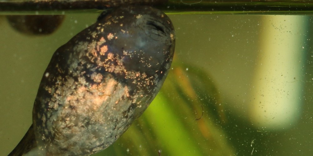 Rana agile (Rana dalmatina)