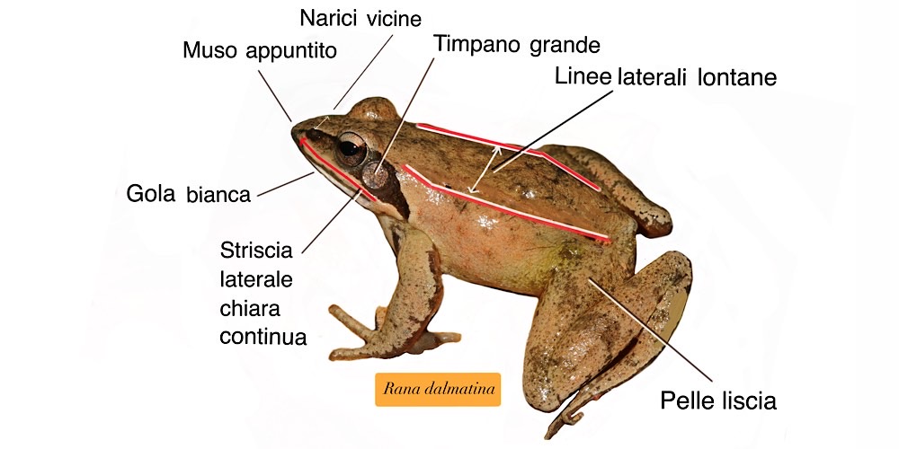 Rana agile, caratteristiche