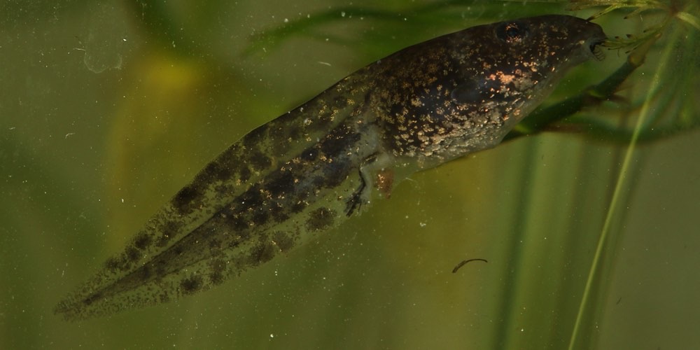 Rana agile (Rana dalmatina)