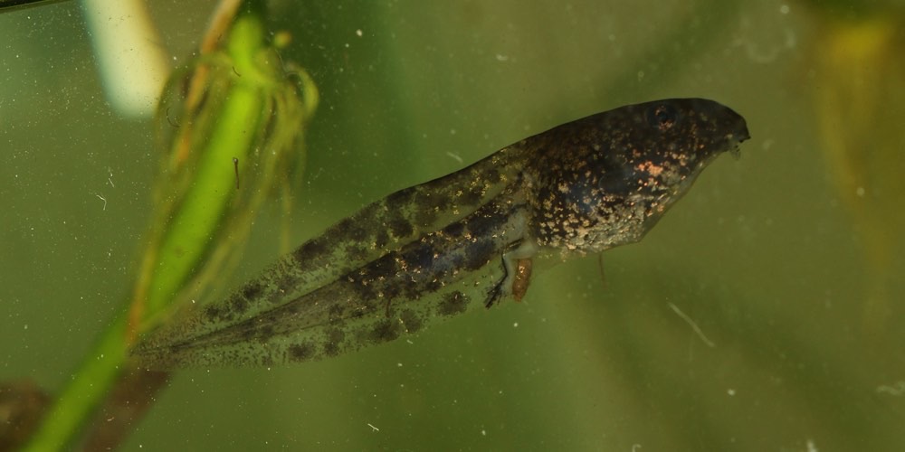Rana agile (Rana dalmatina)