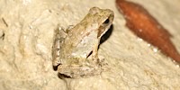 Streaam Frog, foto