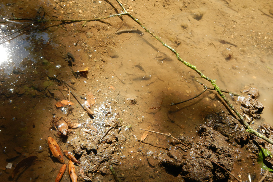 Rana appenninica (Rana italica)