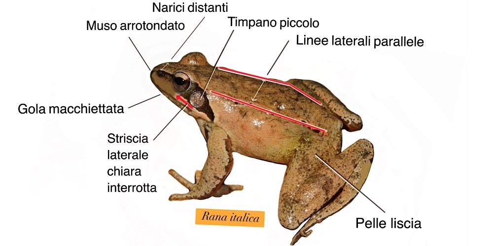 Rana appenninica, caratteristiche