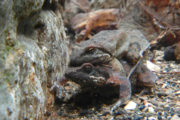 Rana appenninica (Rana italica)