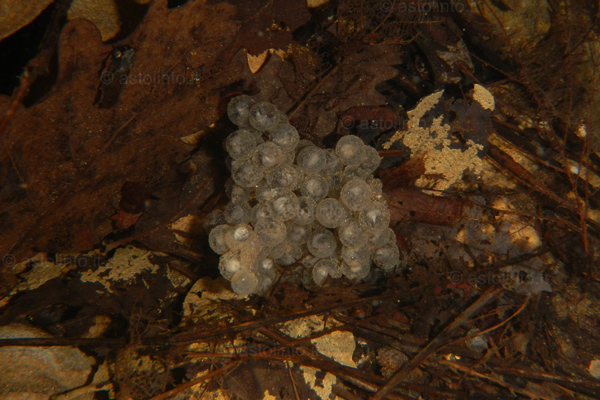 Rana appenninica (Rana italica)