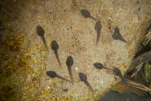Rana appenninica (Rana italica)
