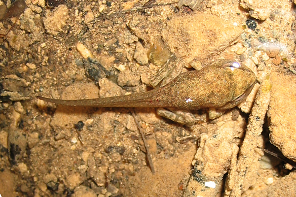 Rana appenninica (Rana italica)