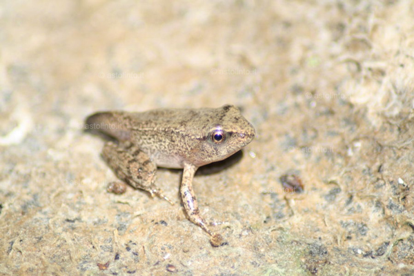 Rana appenninica (Rana italica)