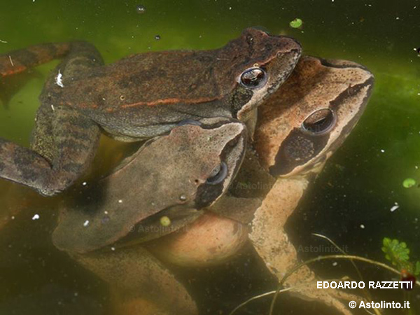 Rana di Lataste (Rana latastei)