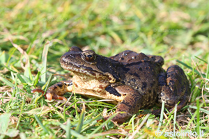Rana rossa (Rana temporaria), foto di esempio dell'animale.