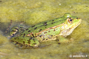 Rana verde italiana (Pelophylax bergeri), foto di esempio dell'animale.