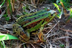 Rana verde ibrida (Pelophylax kl. esculentus), foto di esempio dell'animale.
