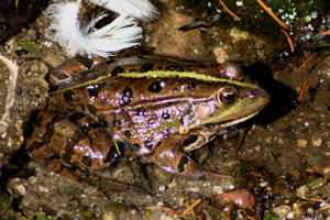 Rana verde minore (Pelophylax lessonae), foto di esempio dell'animale.