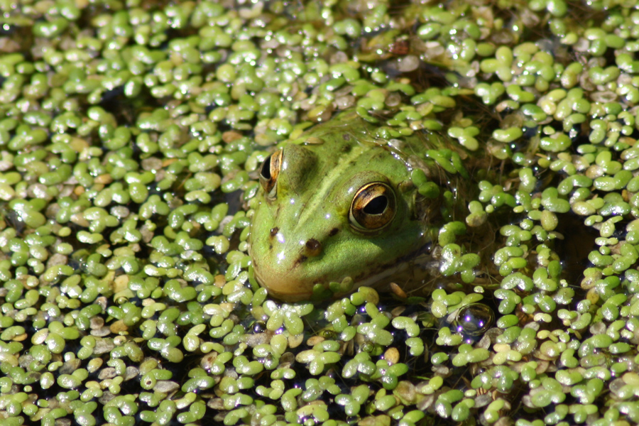 Rana verde maggiore (Pelophylax ridibundus), foto di esempio dell'animale.