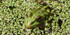 Marsh Frog, foto