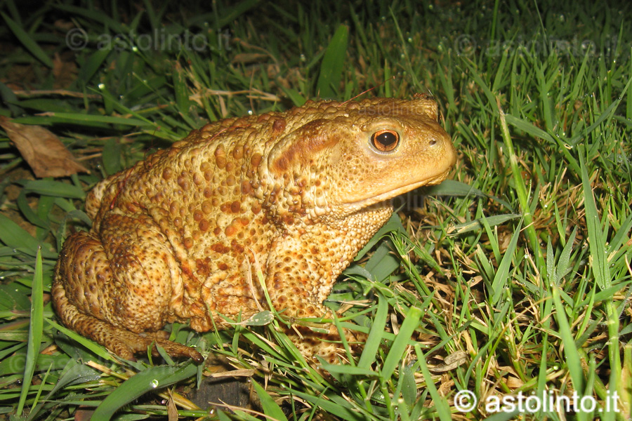 Bufo bufo  - Rospo comune europeo