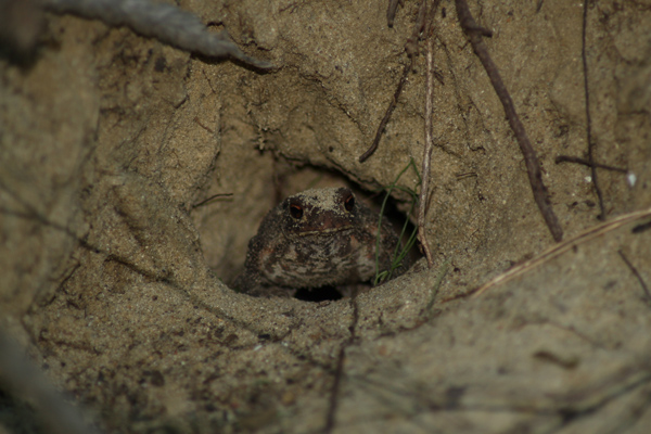 Rospo comune (Bufo bufo)