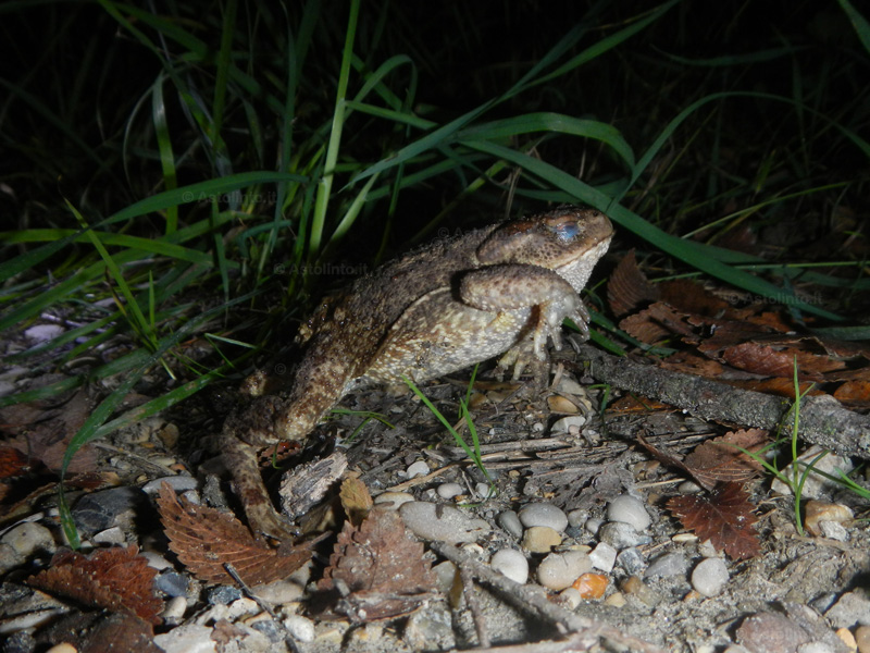 Rospo comune (Bufo bufo), foto Rospo comune (Bufo bufo)