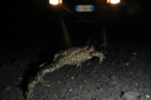 Rospo comune (Bufo bufo), foto Rospo comune (Bufo bufo)