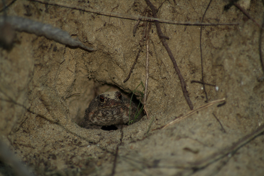 Rospo comune (Bufo bufo), foto Rospo comune (Bufo bufo)