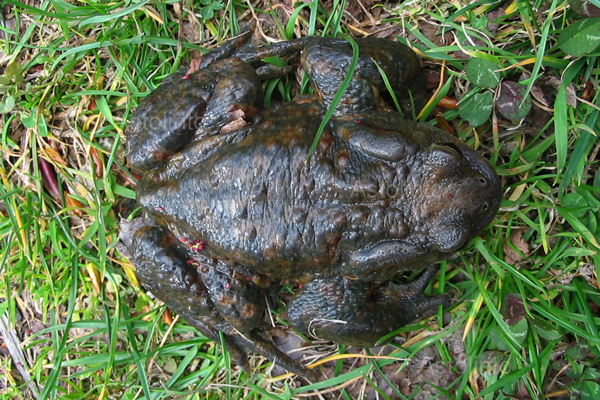 Rospo comune (Bufo bufo)