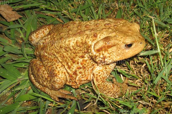 Rospo comune (Bufo bufo)