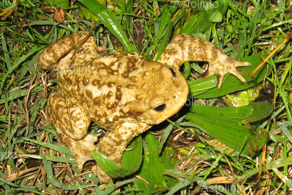 Rospo comune (Bufo bufo)
