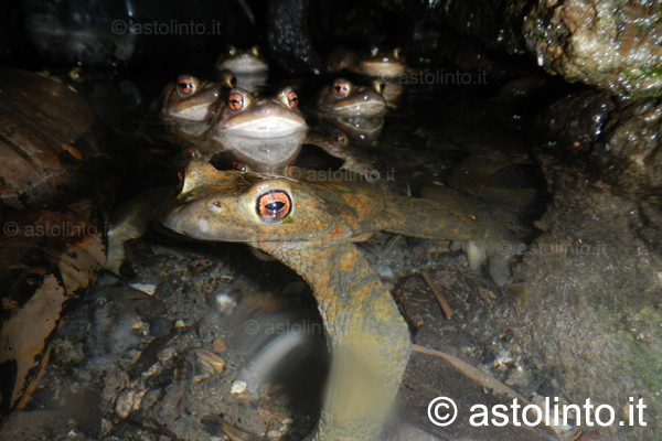 Rospo comune (Bufo bufo)