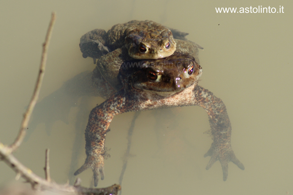 Rospo comune (Bufo bufo)