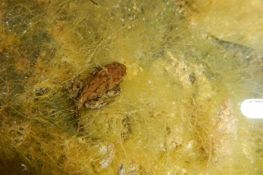 Rospo comune (Bufo bufo)