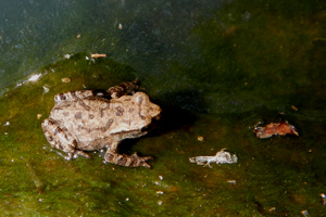 Rospo comune (Bufo bufo)