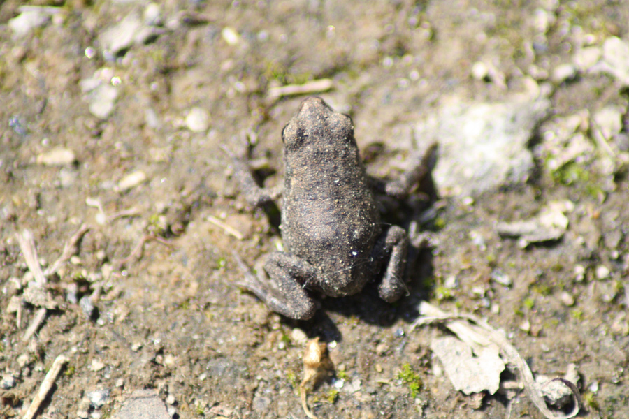Rospo comune (Bufo bufo)