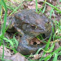 Bufo bufo