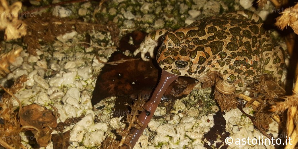 Rospo smeraldino (Bufotes viridis)