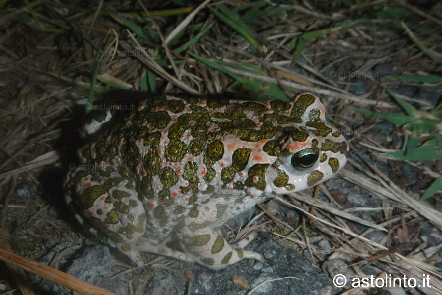Rospo smeraldino (Bufotes viridis)